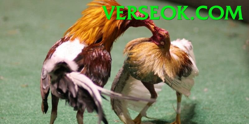 Đá Gà Trực Tiếp - Ưu đãi đặc biệt - Chơi mọi lúc mọi nơi